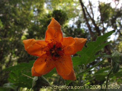 Image of Loasa acanthifolia (). Click to enlarge parts of image.